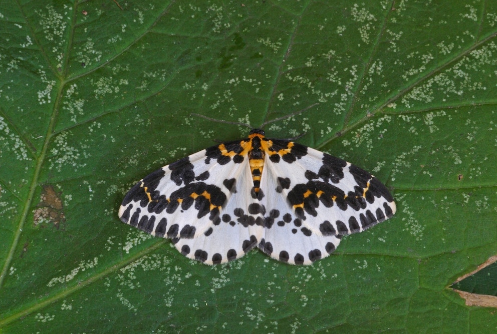 Aufgrund seiner auff&auml;lligen F&auml;rbung ist der Stachelbeerspanner auch als Harlekin bekannt
