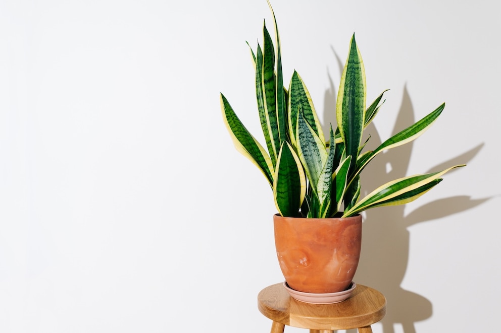If brown tips form, the snake plant indicates a lack of water.