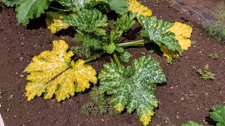 Mehltau ist nur ein Grund, warum Zucchini gelbe Blätter bekommen können