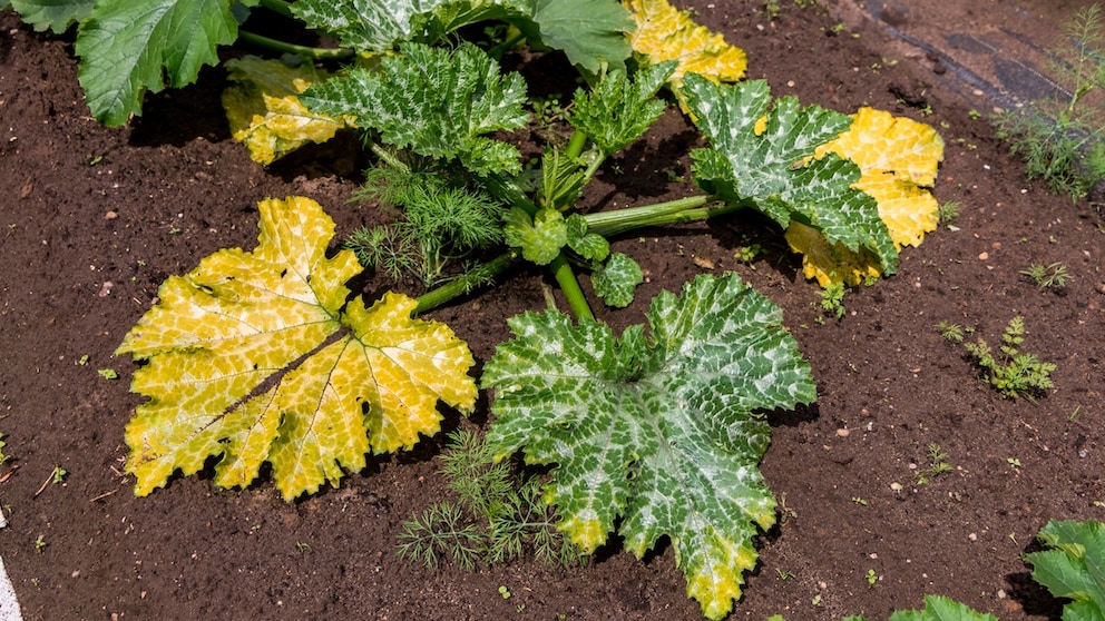 Mehltau ist nur ein Grund, warum Zucchini gelbe Blätter bekommen können