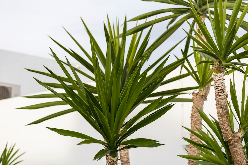 With good care, the Yucca can grow between two and three meters tall.