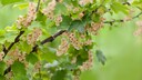 Sowohl Rote als auch Wei&szlig;e Johannisbeeren brauchen nach der Ernte einen R&uuml;ckschnitt