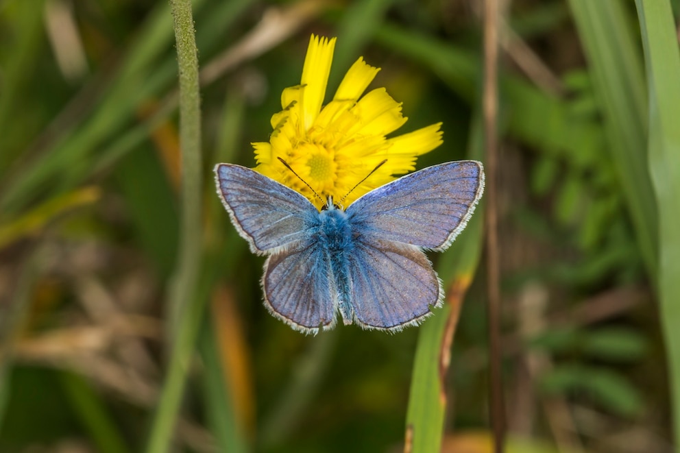 Handelt es sich um einen blauen Hauhechel-Bl&auml;uling, ist es ein M&auml;nnchen