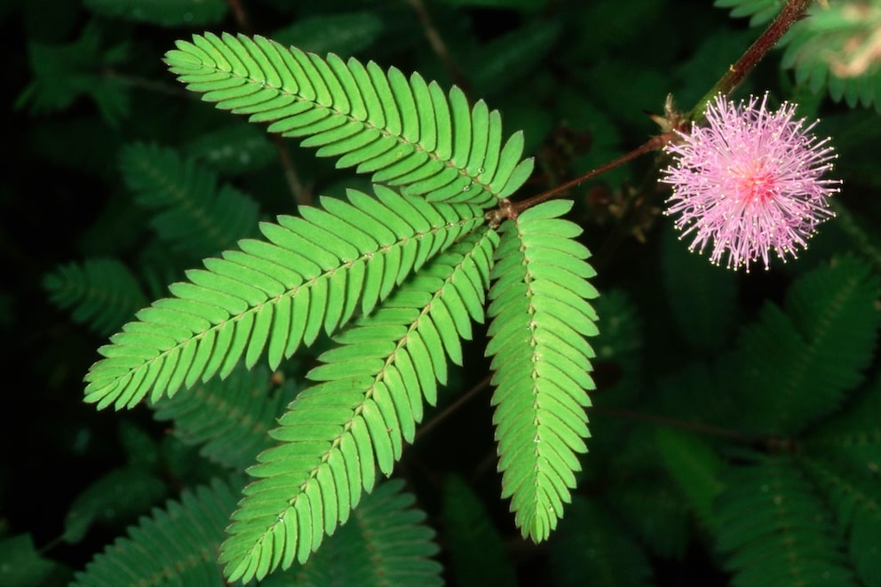 Originally native to South America, the mimosa can also be kept as a houseplant here