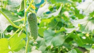 Gurken wachsen mit den richtigen Nachbarn noch besser – nicht nur im Gewächshaus