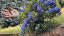 Rostige N&auml;gel in der Erde sollen die Bl&uuml;te bei Hortensien unterst&uuml;tzen