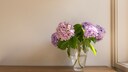 Hortensie in einer Vase