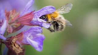 Insektenfreundlicher Balkon