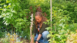 Mit einer Insektentränke kann man Bienen und anderen den heißen Sommer einfacher machen