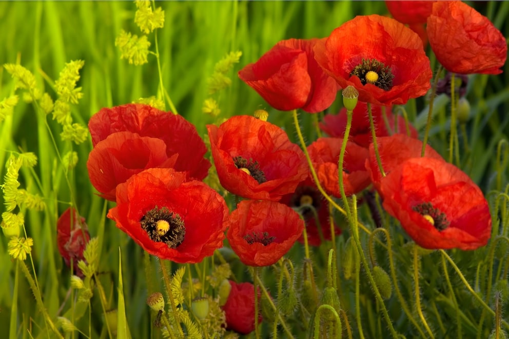 Common Poppy