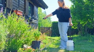 Komposttee ist leicht herzustellen und außerordentlich nützlich im Garten