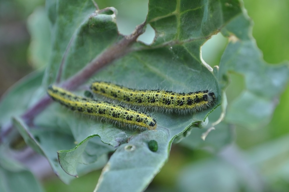 Um das Gem&uuml;se im Garten vor den Raupen des Kohlwei&szlig;lings zu sch&uuml;tzen, sollte man sie absammeln und umsiedeln