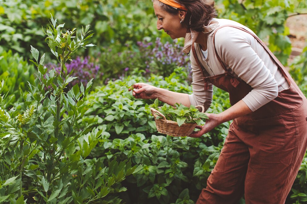 Herbs