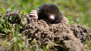 Wegen seiner Erdhügel ist der Maulwurf im Garten meist unerwünscht