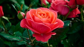 Rose