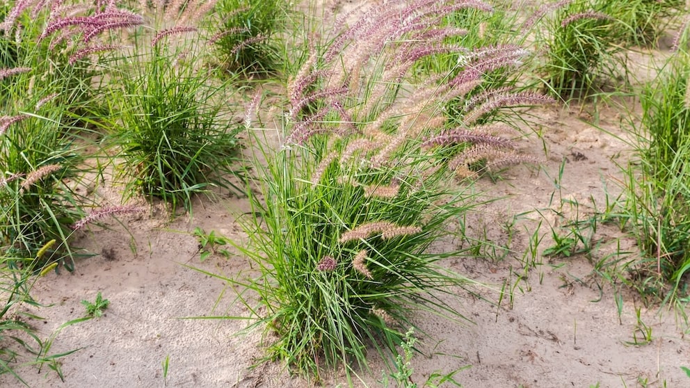 Ziergräser auf sandigem Boden
