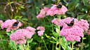 Besonders h&auml;ufig kann man den Admiral im Garten beobachten