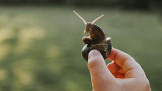 Schnecke wird am Gehäuse hochgenommen