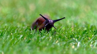 Manch ein Hobbygärtner geht mit dem Salzstreuer durch den Garten und versucht so Schnecken zu bekämpfen