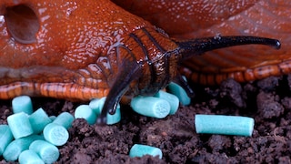 Schnecke frisst Schneckenkorn. Ist Schneckenkorn giftig für Haustiere und Kinder?