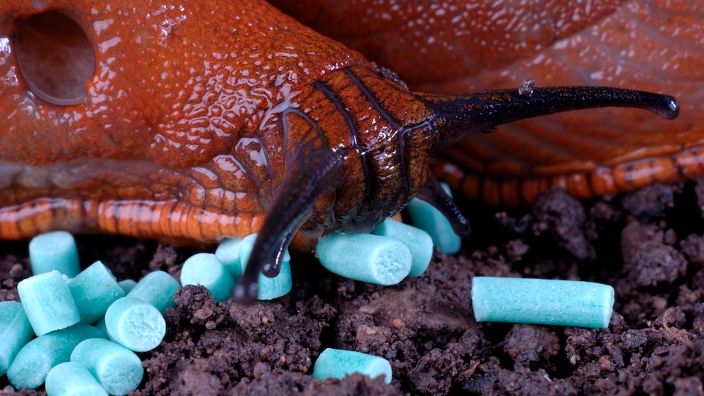 Schnecke frisst Schneckenkorn. Ist Schneckenkorn giftig für Haustiere und Kinder?
