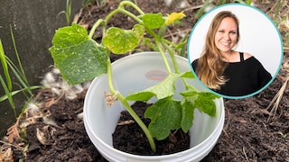 Ein Schneckenkragen kann Schnecken von jungem Gemüse fernhalten