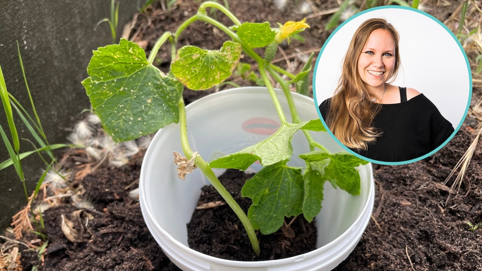 Ein Schneckenkragen kann Schnecken von jungem Gemüse fernhalten