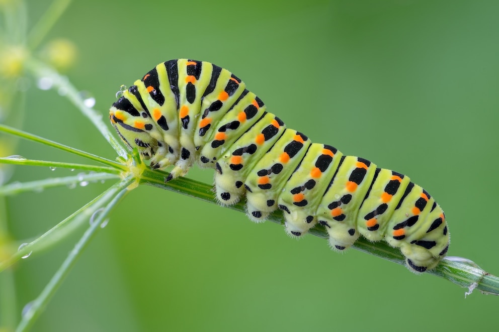 Von September bis April &uuml;berwintern die Raupen des Schwalbenschwanzes