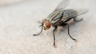 Stubenfliege