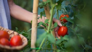 Beim Ernten von Tomaten können leicht Fehler passieren, die die Pflanze schädigen