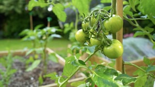 Tomaten im Hochbeet zu kultivieren, hat verschiedene Vorteile. So ist diese Beetform in der Regel nährstoffreicher und bietet mehr Wärme