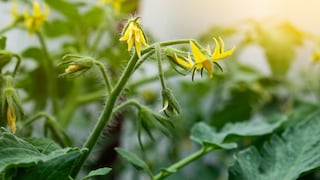 Wenn eine Tomate keine Früchte ausbildet, kann es verschiedene Ursachen haben