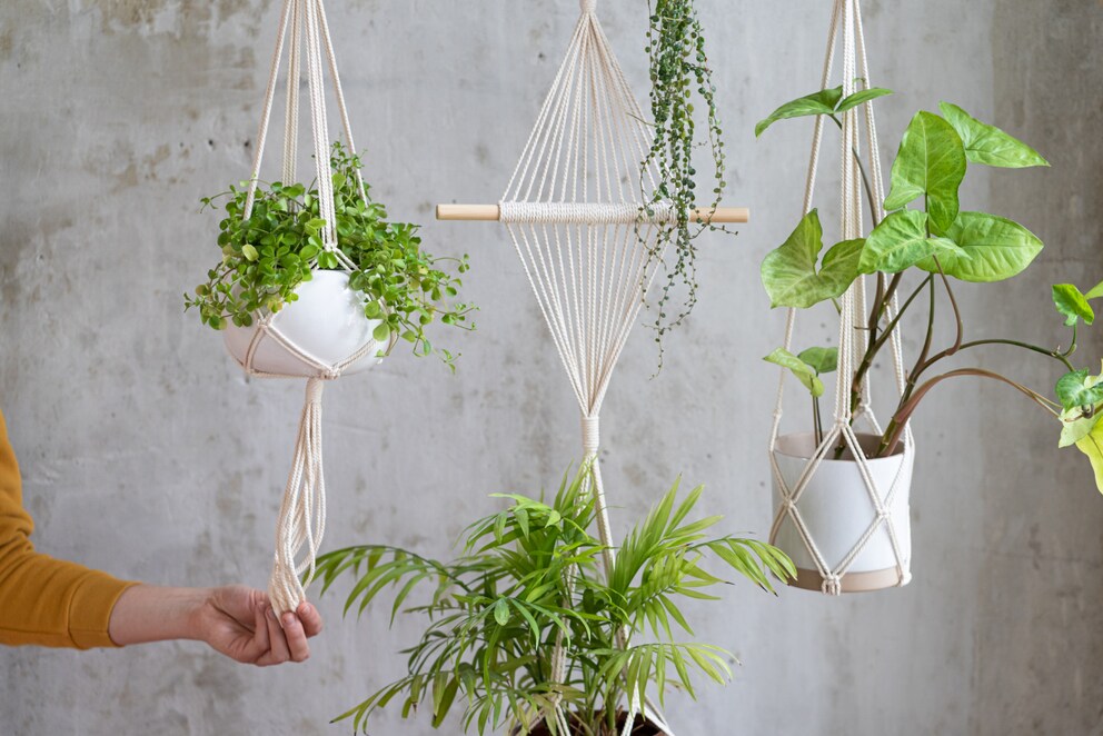 Plants in macramé hangers