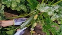 Zucchini w&auml;hrend der Ernte. Wenn Zucchini richtig ged&uuml;ngt werden, f&auml;llt diese reichlich aus