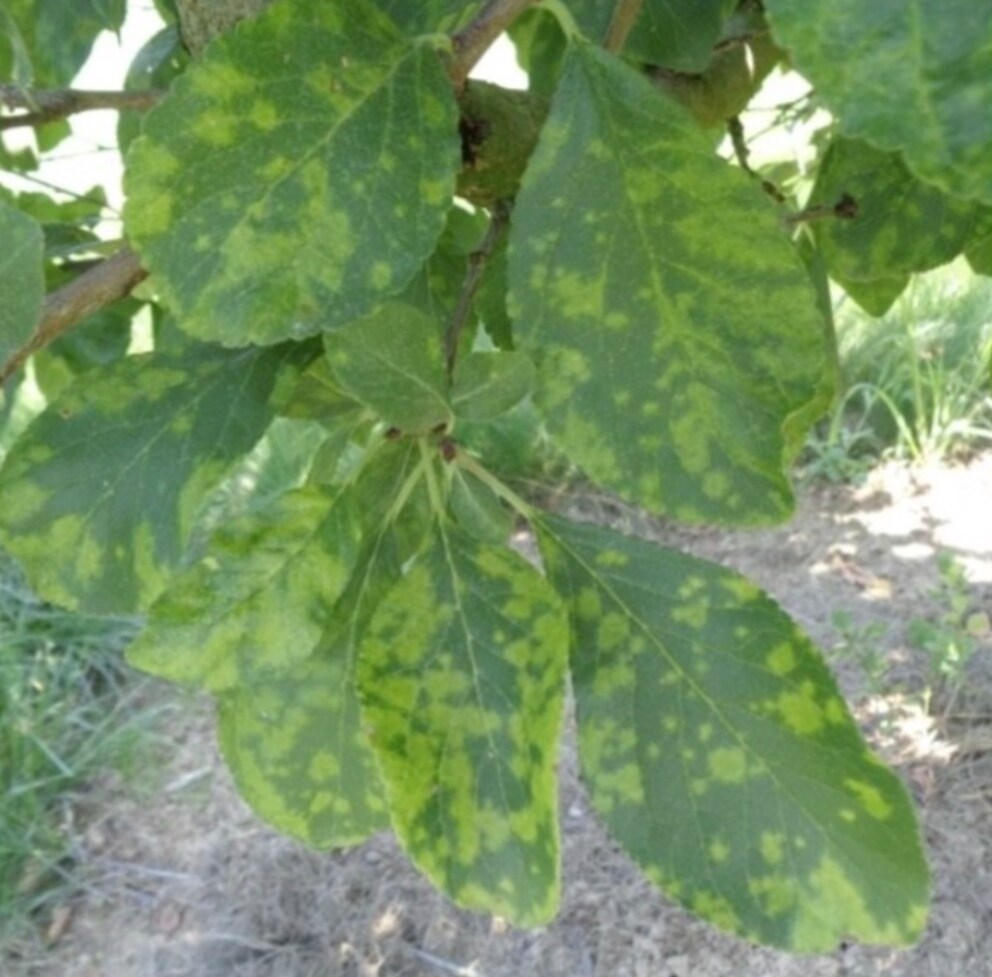 The disease is usually recognizable on the leaves