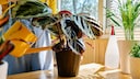W&auml;hrend der Wachstumsphase sollte man die Calathea regelm&auml;&szlig;ig d&uuml;ngen