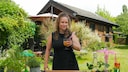 Ein Cocktailbeet verleiht Getr&auml;nken ein au&szlig;ergew&ouml;hnliches Extra