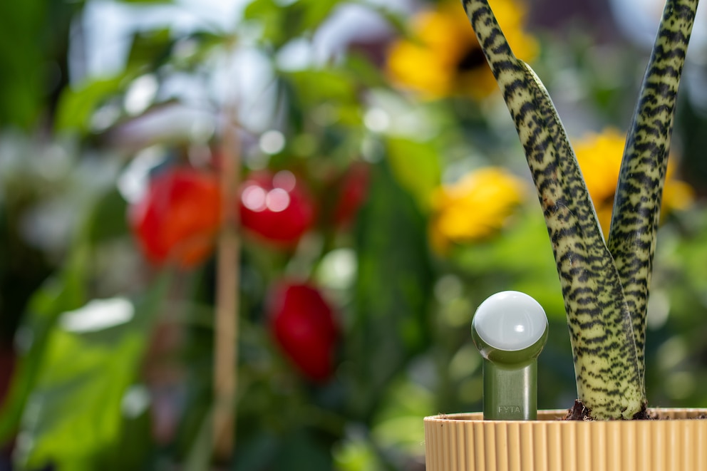Die sogenannten &bdquo;Plant-Fitniss-Tracker&ldquo; eignen sich sowohl f&uuml;r Garten- als auch f&uuml;r Zimmerpflanzen