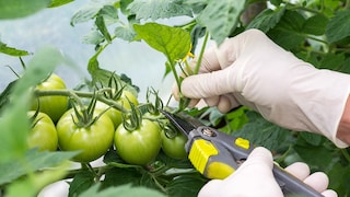 Bei Tomaten kann es sinnvoll sein, bestimmte Blätter abzuschneiden