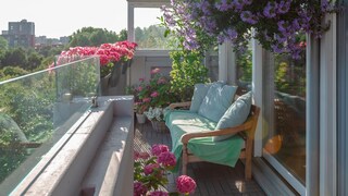 Bei verschiedenen Balkonpflanzen kann man die Blütezeit durch die richtige Pflege verlängern