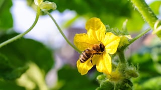 Wenn die Blüten von Gurken bestäubt werden, haben sie gute Chancen auf eine Befruchtung und auf ein Gurkenwachstum