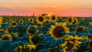 Der 10. August ist auch bekannt als der Tag des heiligen Laurentius. Eine Bauernregel verspricht die Wetteraussicht für den Herbst.