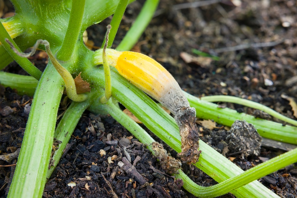 Zucchini fault an der Spitze: Das steckt dahinter - myHOMEBOOK