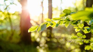 Eine Bauernregel zum Bartholomäustag besagt, wie das Wetter im herbst werden soll. Doch stimmt sie?