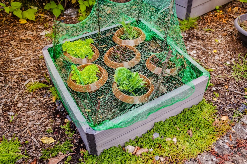 To protect delicate young plants from hungry snails, it can be useful to combine snail control methods. Here, nets and snail collars are used