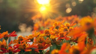 Eine Bauernregel besagt, dass der Winter nass wird, wenn der August heiß ist. Doch was ist dran?