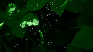 Steckmücken sollen sich mit einem einfachen Trick fernhalten lassen