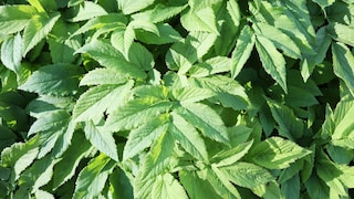 Giersch ist der Feind eines jeden Gartenbesitzers, aber man kann ihm vorbeugen