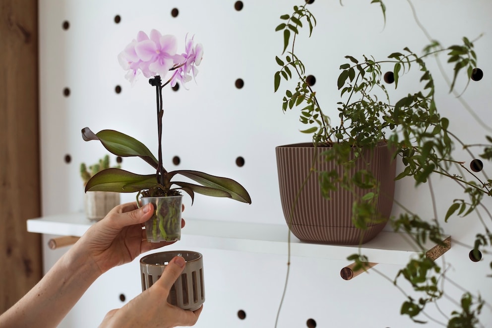Der Ideale Topf F r Orchideen Damit Sie Gesund Wachsen MyHOMEBOOK der-ideale-topf-f-r-orchideen-damit-sie-gesund-wachsen-myhomebook