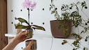 Orchideen haben spezielle Anspr&uuml;che an ihren Topf. Am besten ist dieser eng und transparent